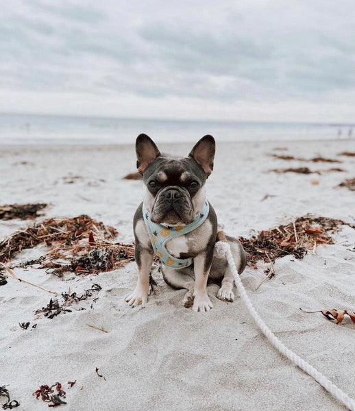 Rope Leash - Ombre Teal