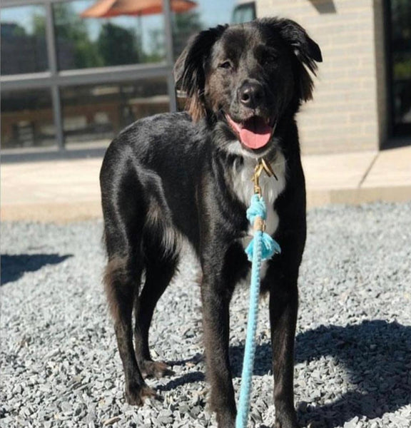 Rope Leash - Ombre Teal