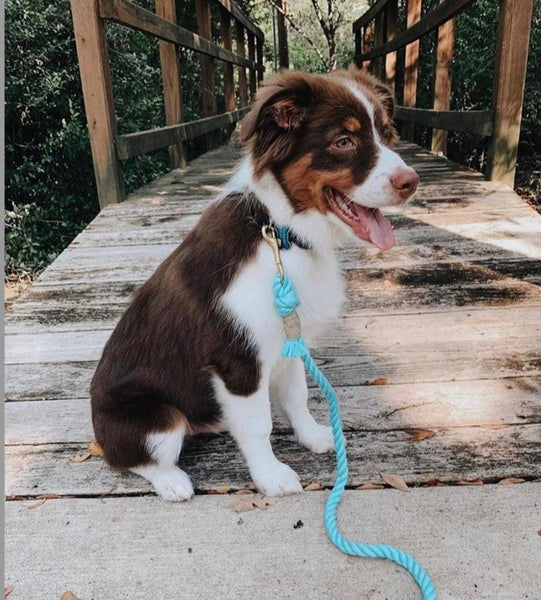Rope Leash - Ombre Teal