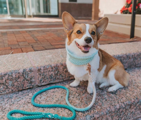 Rope Leash - Ombre Teal