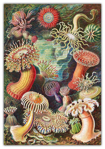 Haeckels Ocean Plants Jigsaw Puzzle- 3 Options