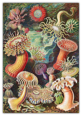 Haeckels Ocean Plants Jigsaw Puzzle- 3 Options