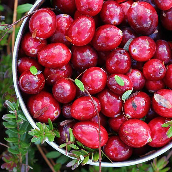 Holiday Wax Melts- 34 Scents