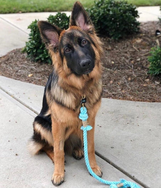 Rope Leash - Ombre Teal