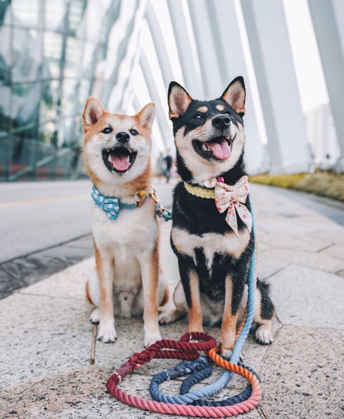 Rope Leash - Ombre Light Brown