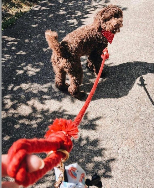 Rope Leash - Sunny Daze