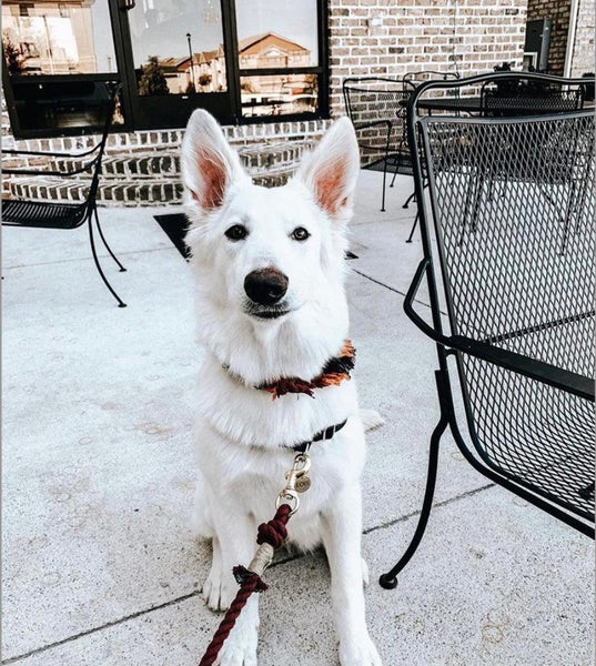 Rope Leash - Ombre Pink