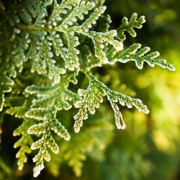 Holiday Wax Melts- 34 Scents