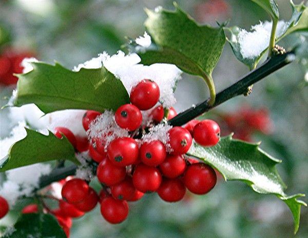 Holiday Wax Melts- 34 Scents