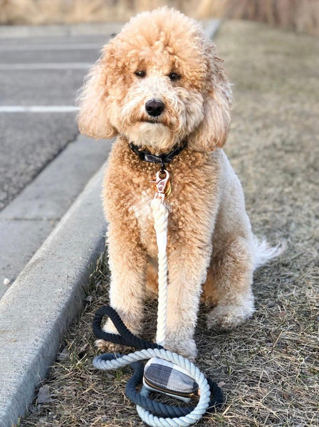 Rope Leash - Ombre Black