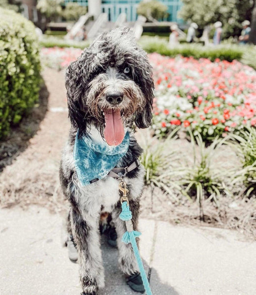 Rope Leash - Ombre Teal