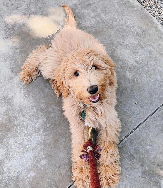 Rope Leash - Ombre Purple