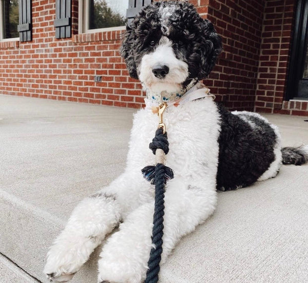 Rope Leash - Ombre Black